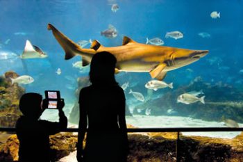 L’Aquàrium de Barcelona. Descuento del 10% con Fisa Rentals.